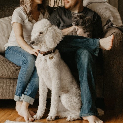 Pet owners hanging out on sofa with pets