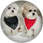 Ollie & Bozzo