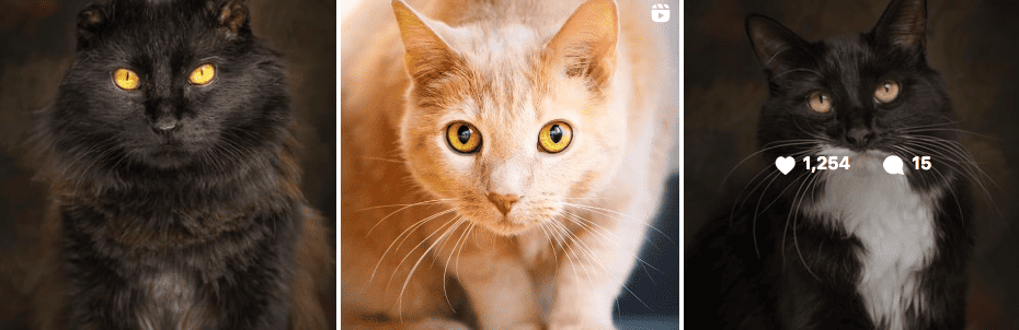 Makenna Mackey with her cat photography on Instagram