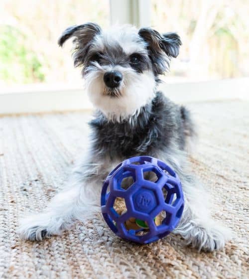 Remiz the Dog plays ball indoors on the carpet