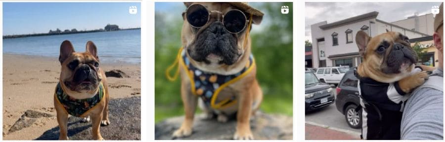That pup stanley traveling with his owner