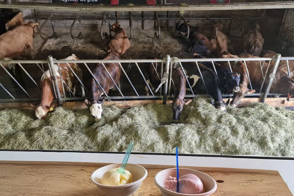 Efstidalur Ice Cream Farm Reykjavik Iceland