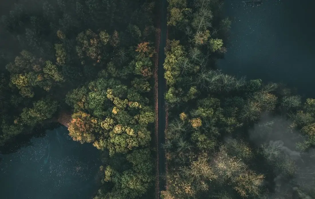 Forest canopy