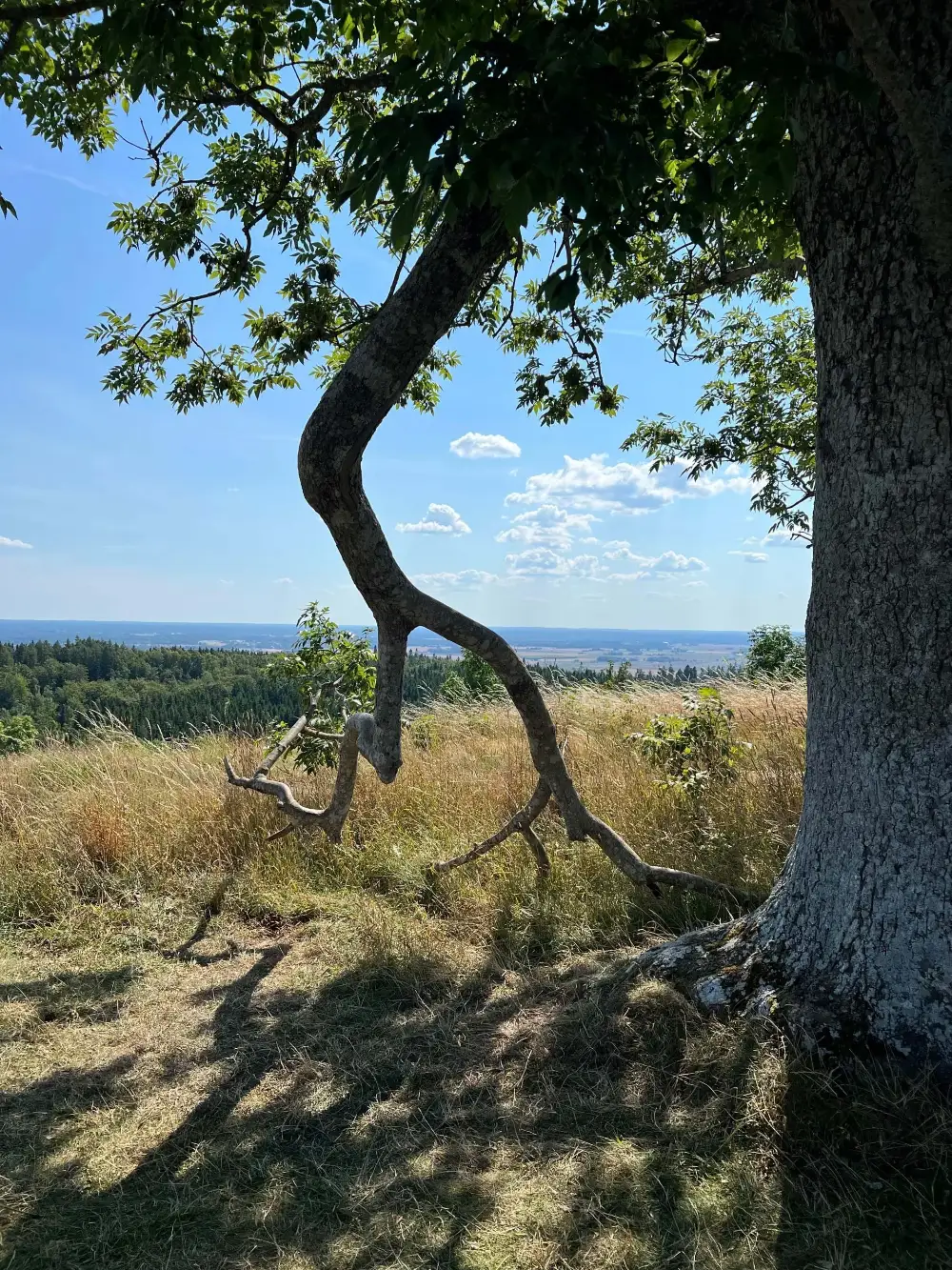 Tree, Faith voices for ecocide law