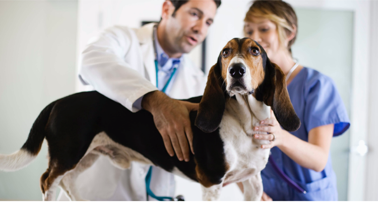 Veterinarian and nurse examining a tricolor dog on a clinic table.