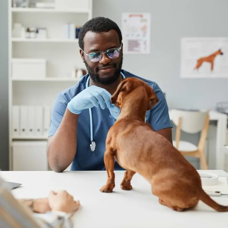 Veterinarian wearing glasses and gloves gently interacting with a brown dog on the exam table.