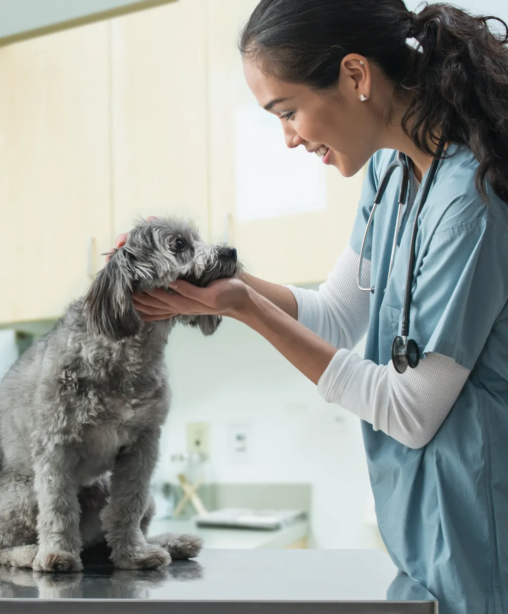 Veterinarian gently holding and examining a small gray dog on a metal table in a clinic.