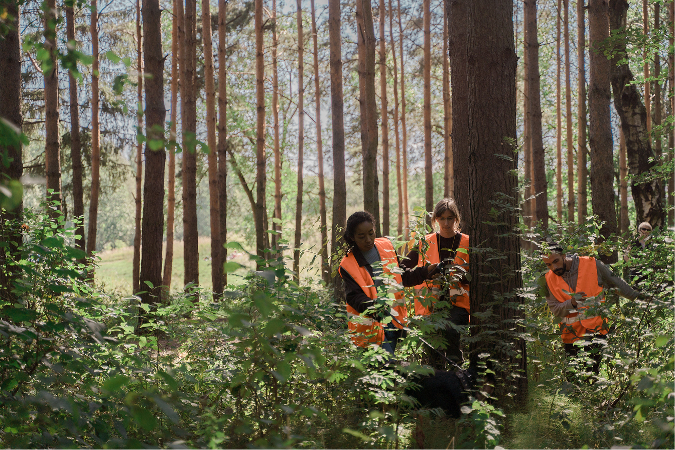Three people in orange safety vests working among trees and bushes in a forest.