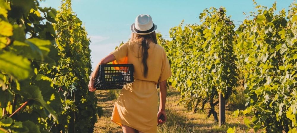 vineyard