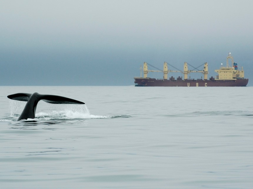 Whale in front of a tanker - Atlantic Canada offshore wind