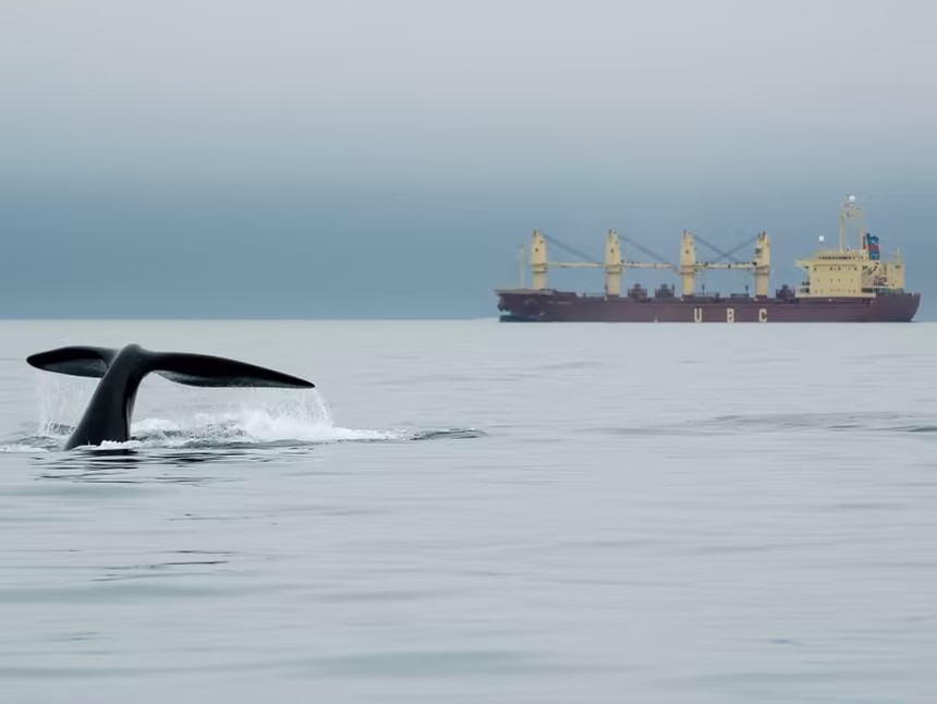 Whale in front of a tanker - Atlantic Canada offshore wind
