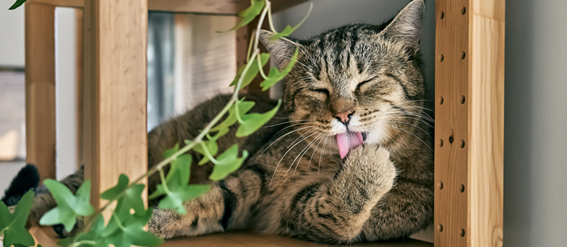 A cat relaxing at home