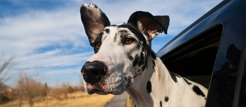 A great Dane with their head out the car window