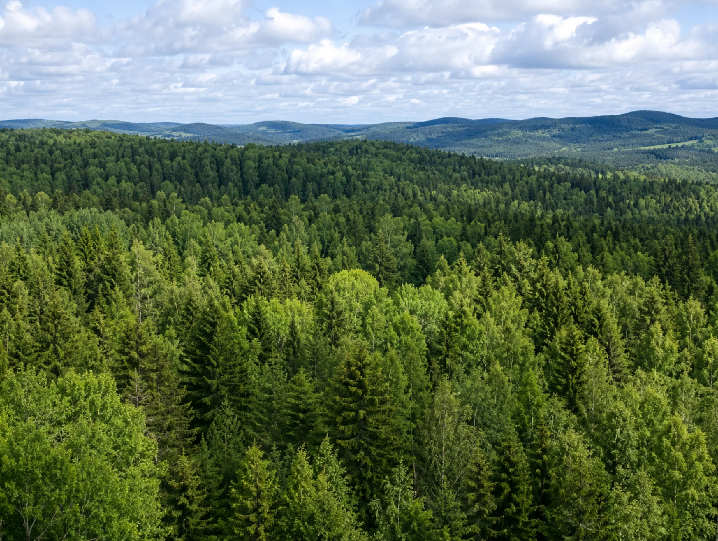 Top view of a forest