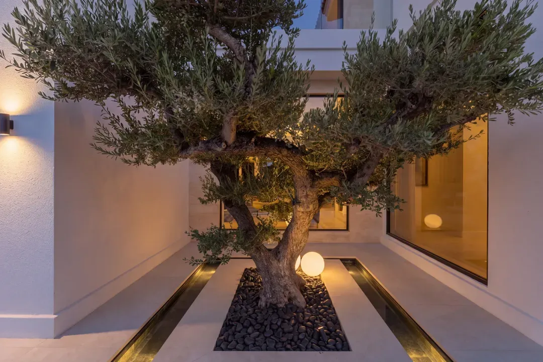 Sanctuary Falls — the olive courtyard, lit