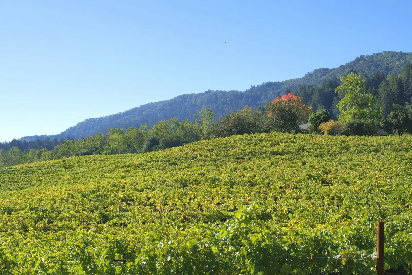 Vineyard on rolling hills in Sonoma County