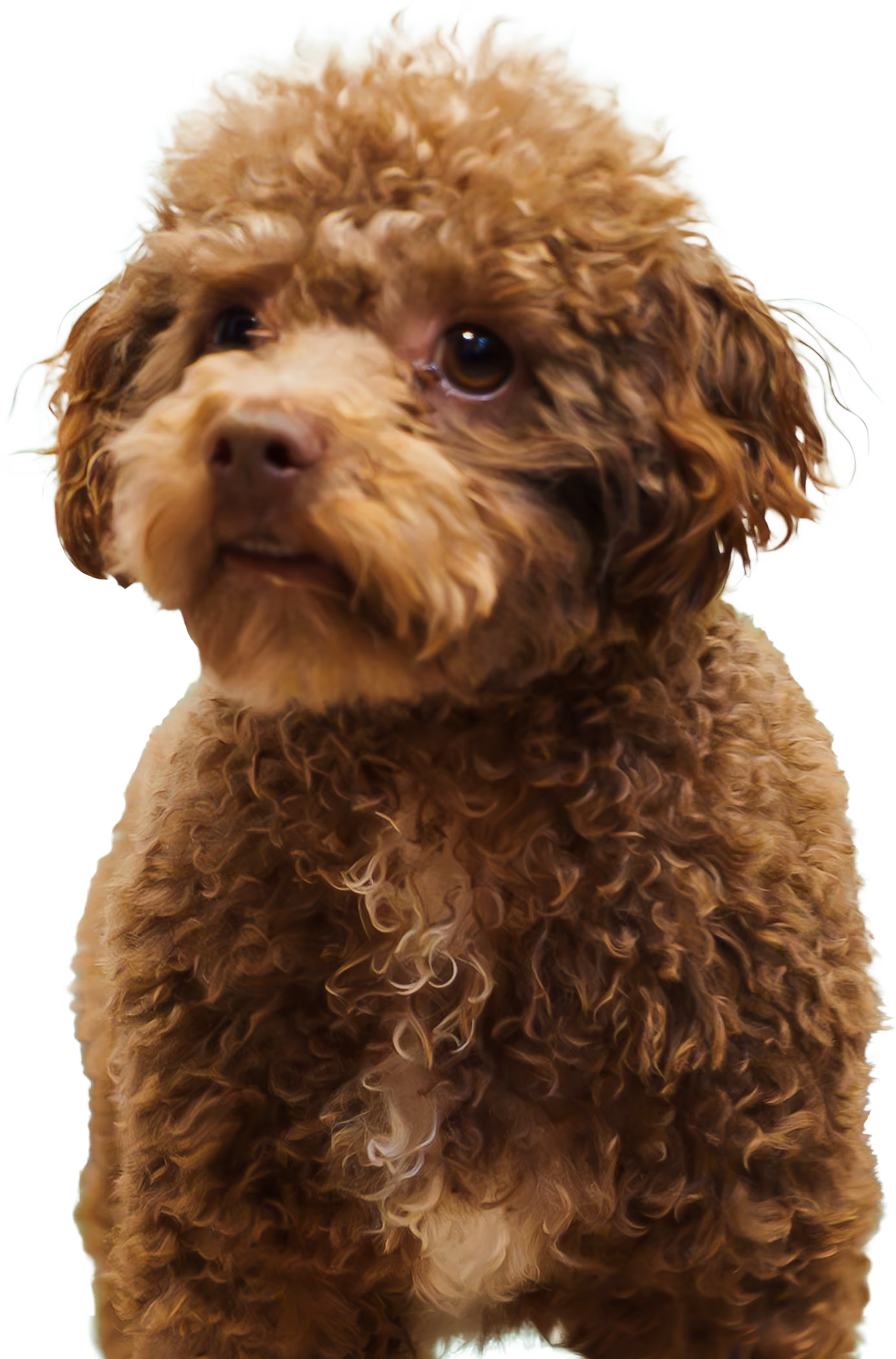 Curly brown small dog with white chest patch against a transparent background.