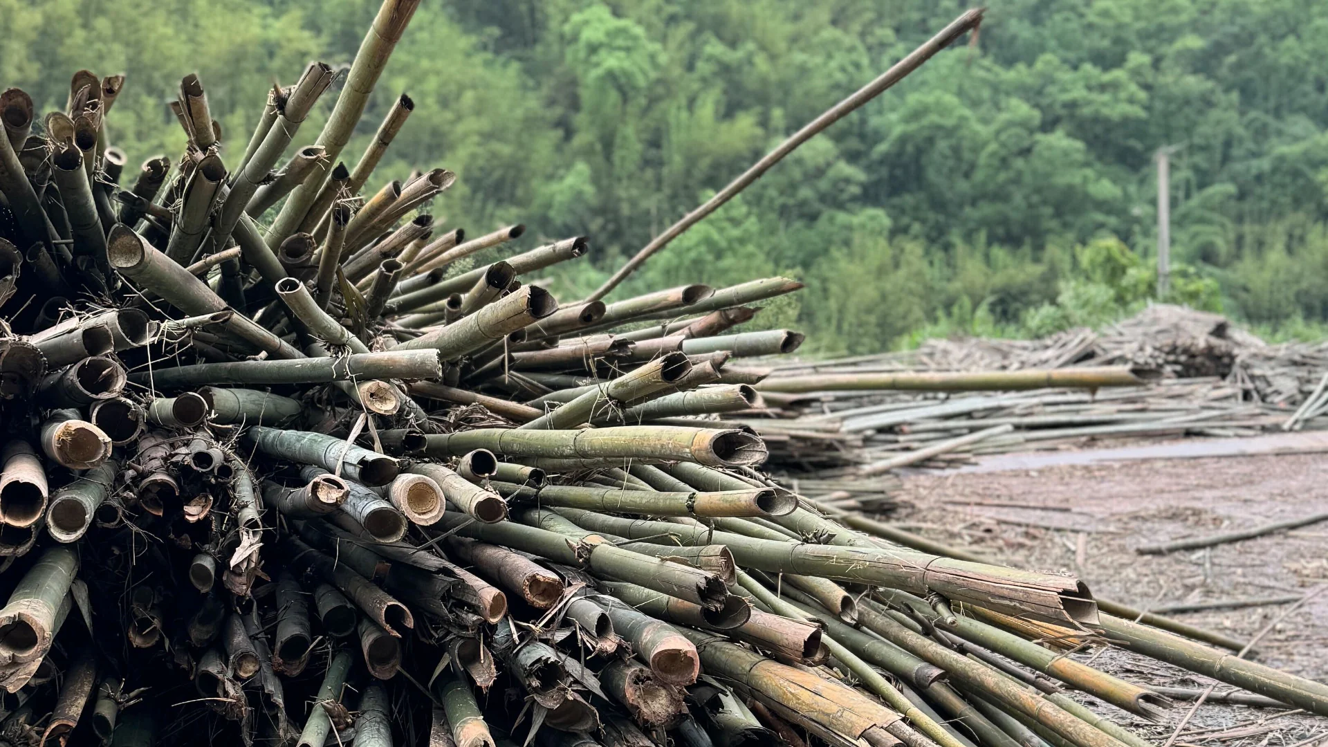 Bamboo Waste