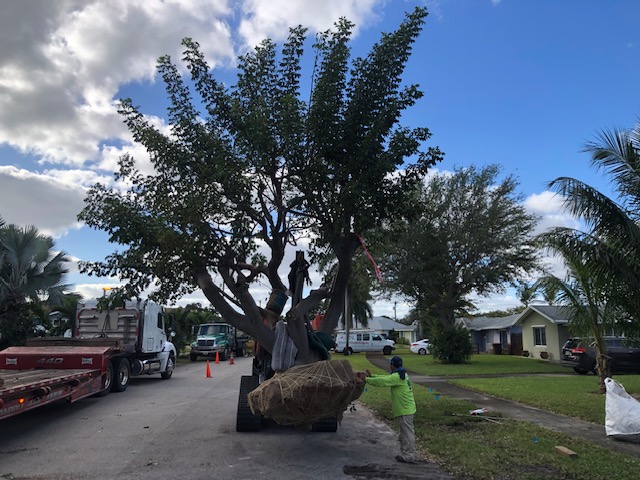 Florida Son Landscaping crew member maintaining a South Florida estate property