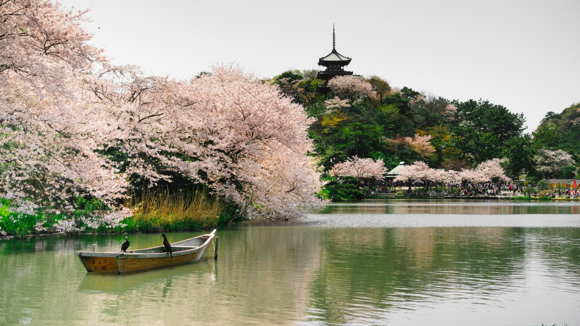 A First-Time Guide to Japan During Cherry Blossom Season