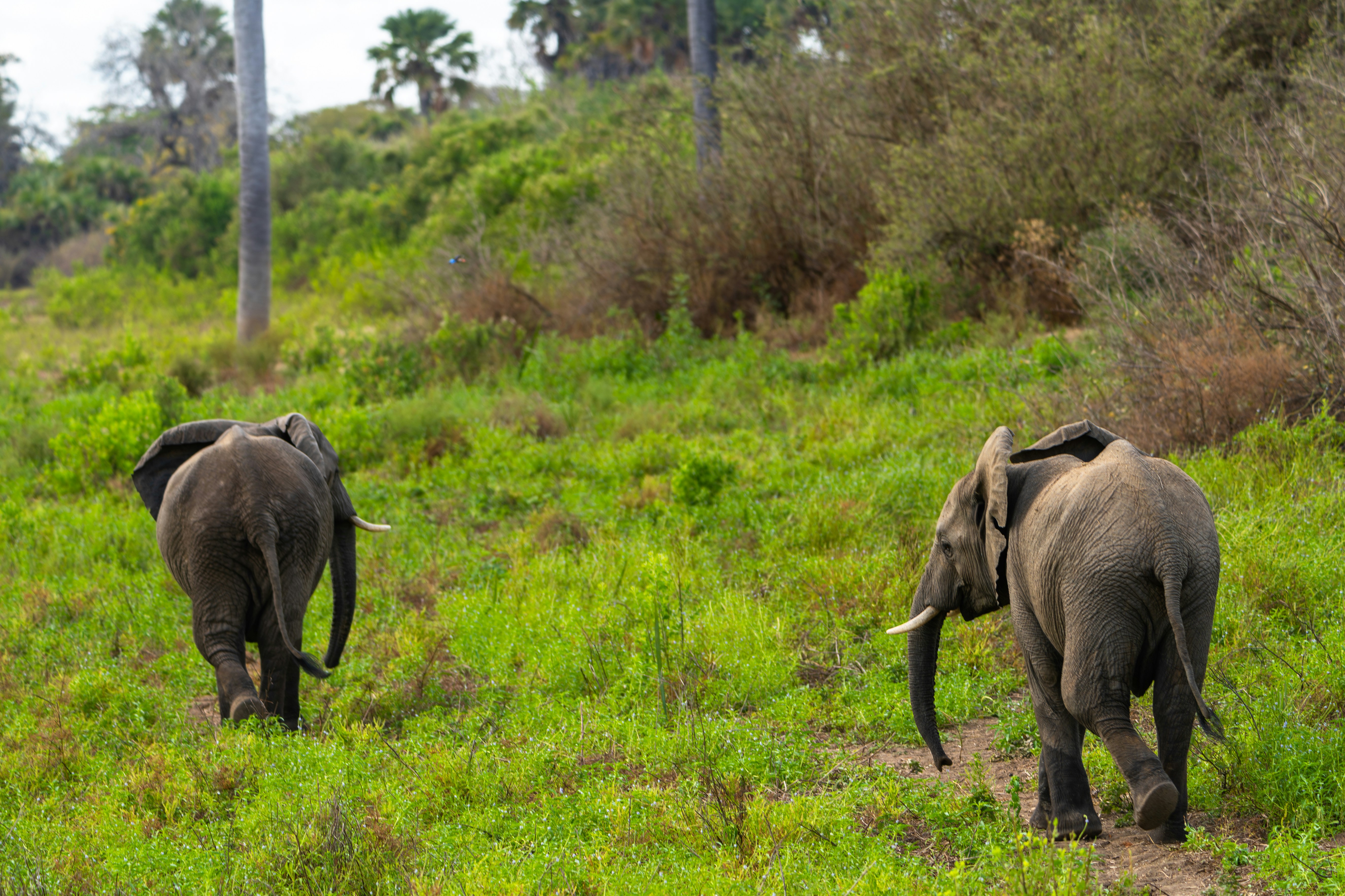 East Africa Safari Guide: Best Time to Visit, Where to Go & What to Expect