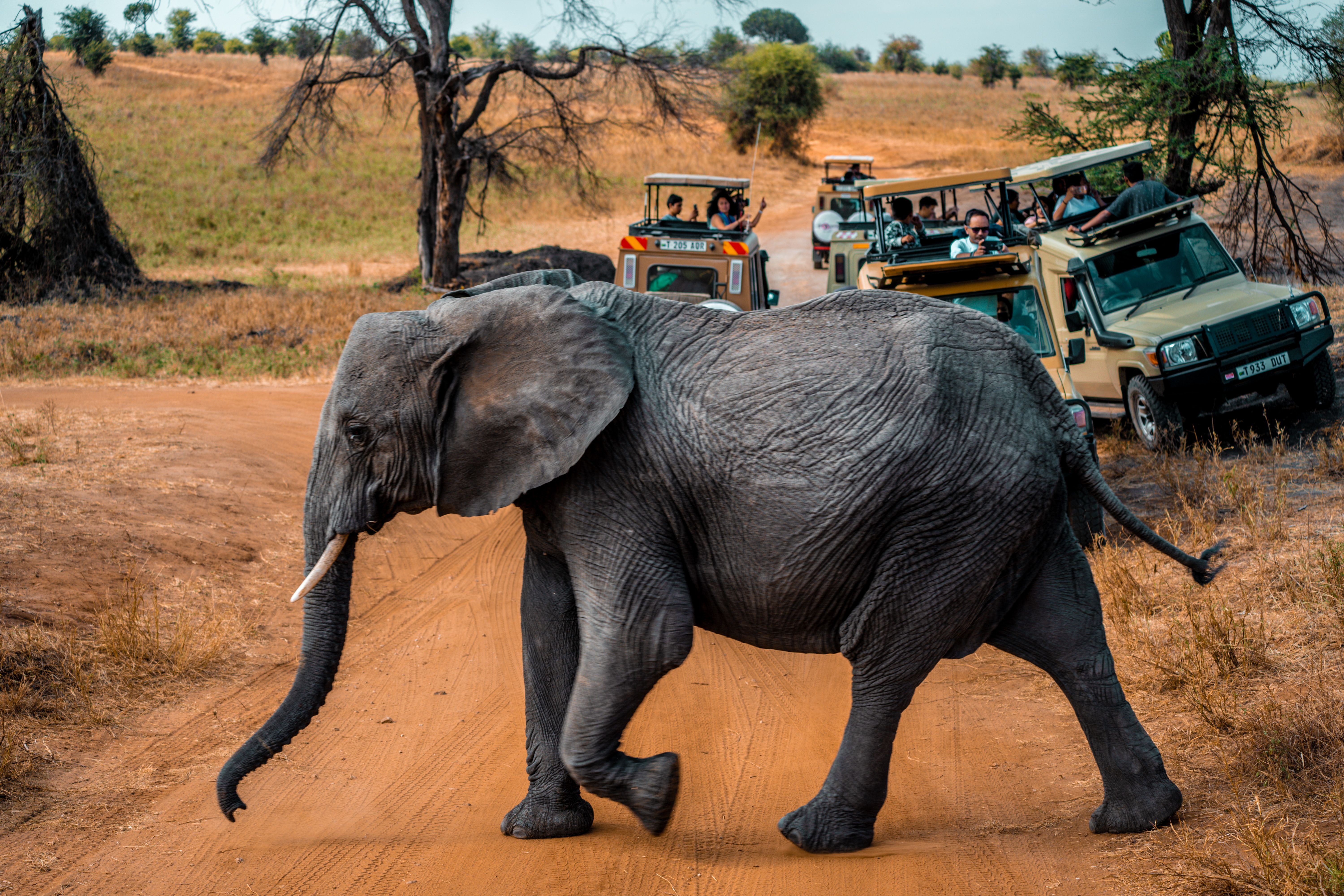 Discover Luxury Tanzania Safaris