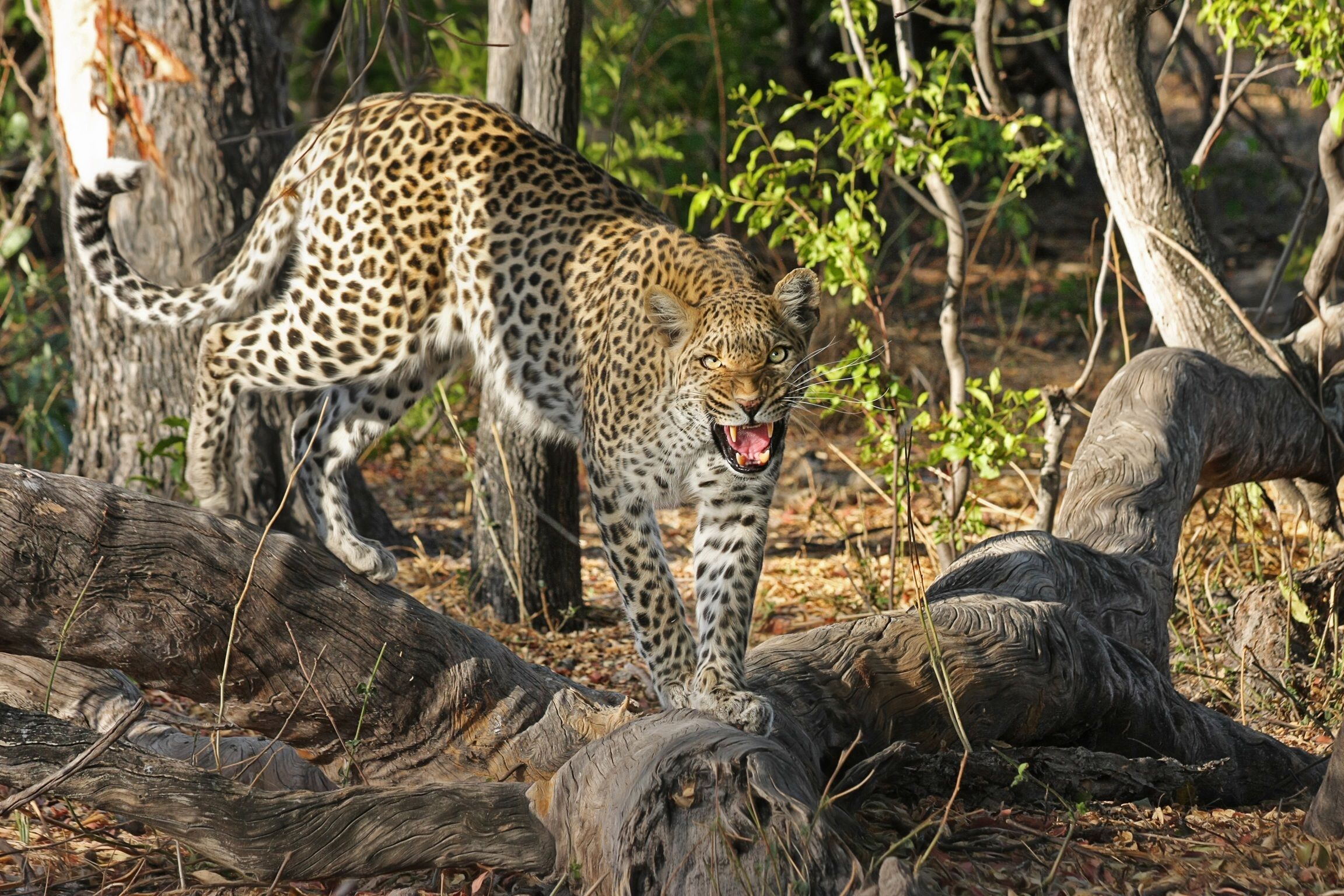 Private Game Drives & Okavango Delta Experiences