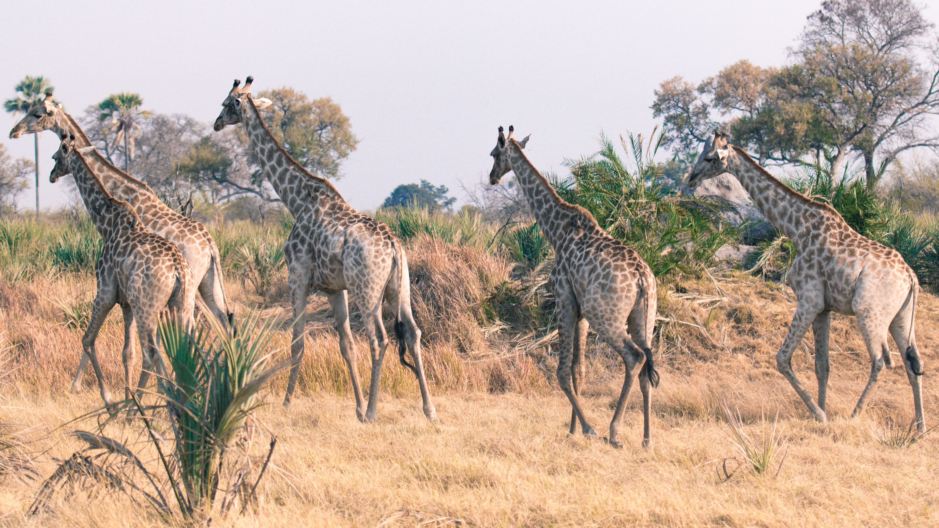 Chobe National Park & Bespoke Wildlife Adventures