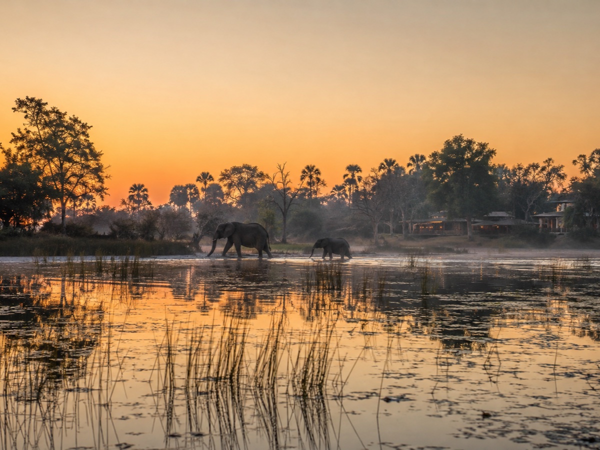 Elephants crossing a shallow Okavango Delta channel at sunrise