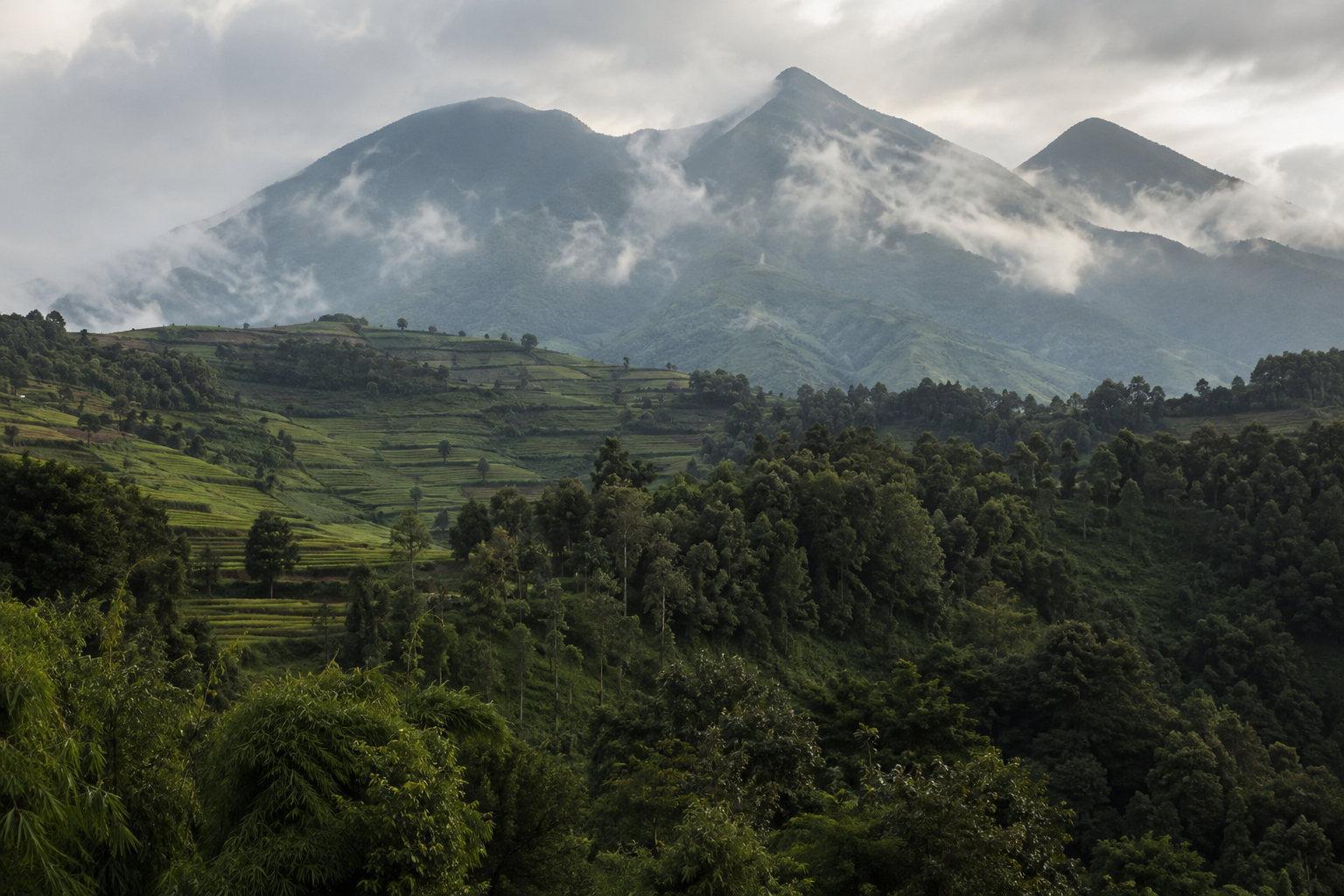 The forested slopes of the Virunga volcanoes under low cloud in northern Rwanda