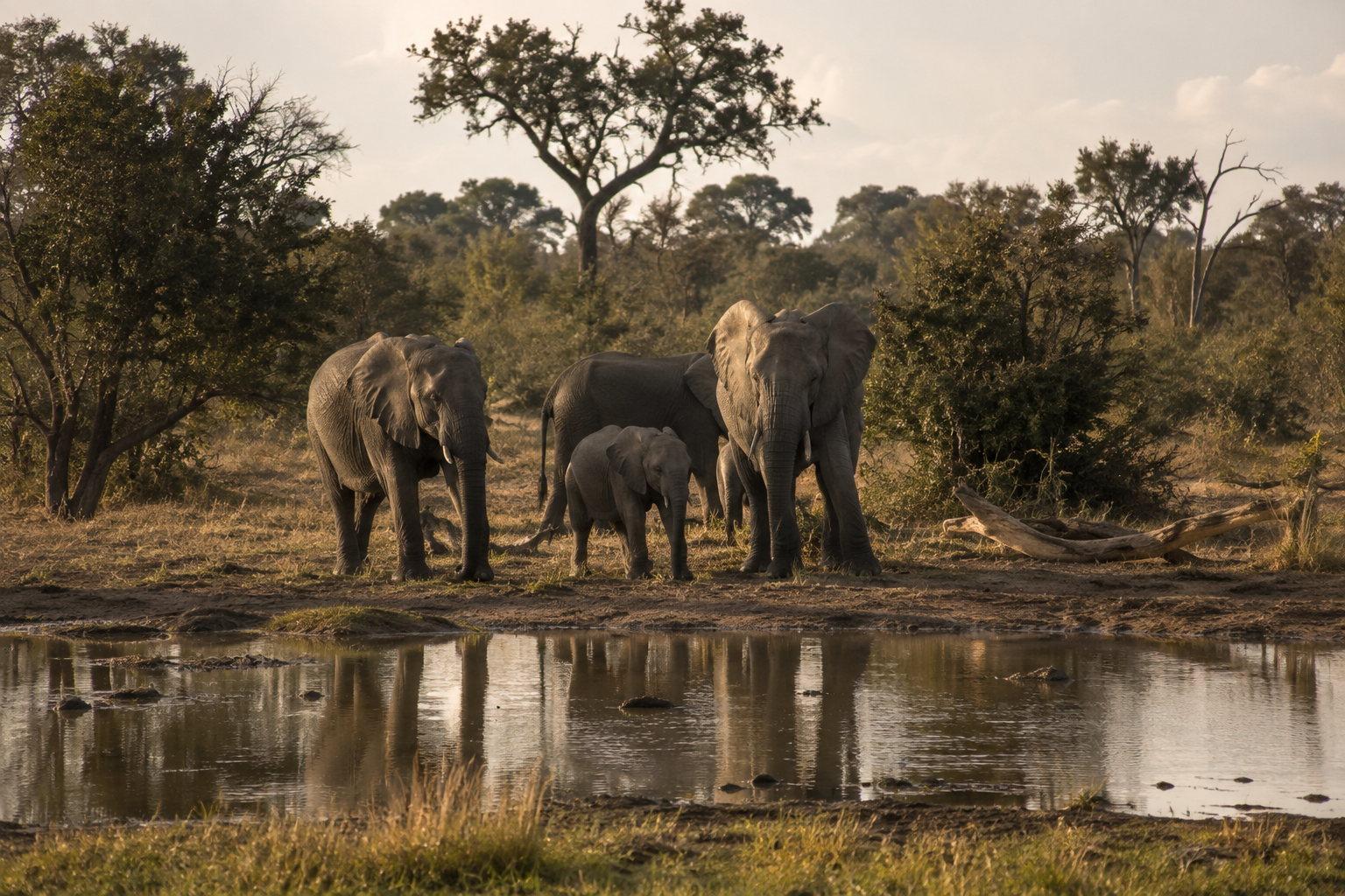 A small herd of elephants gathered at a waterhole under acacia trees in Kruger National Park