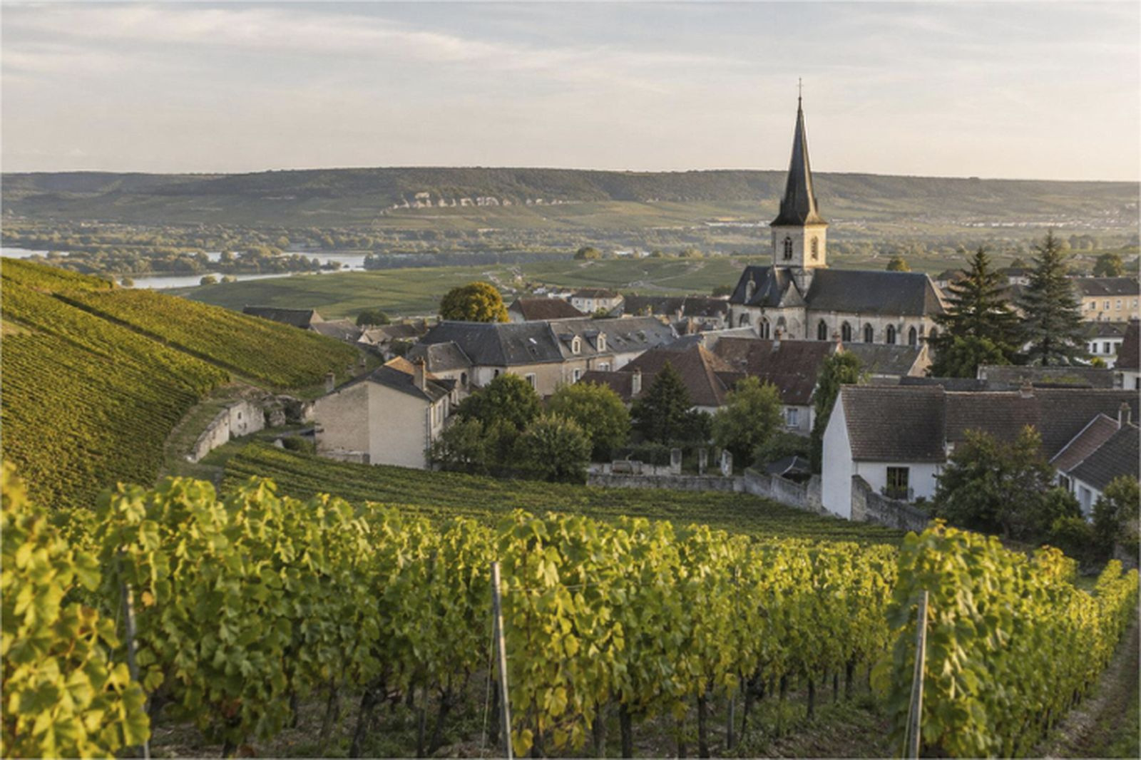 Vine rows running across the chalk slopes of Champagne