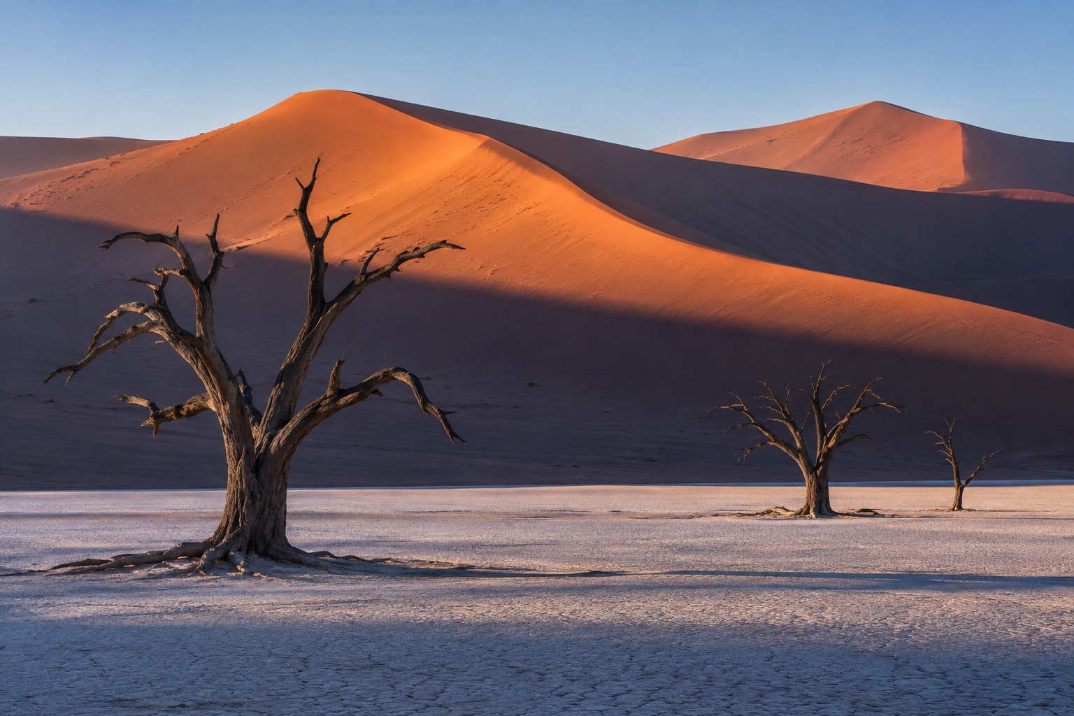Ancient camelthorn trees in the white clay pan beneath the red dunes of Sossusvlei
