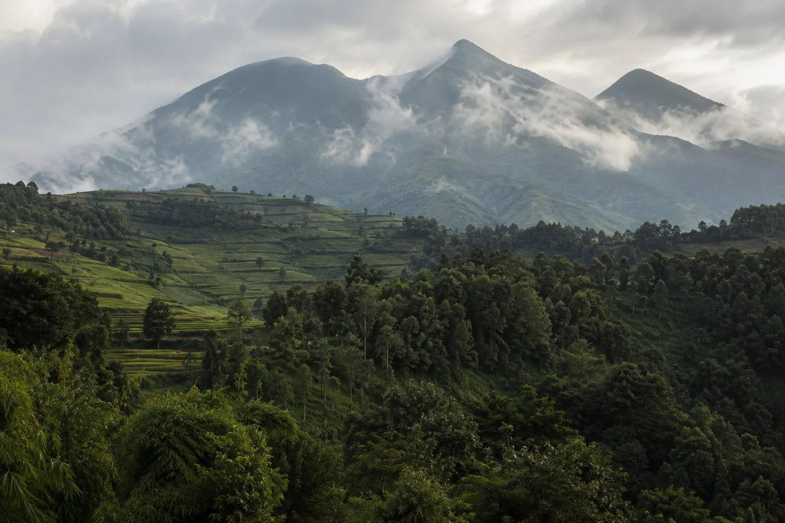 The forested slopes of the Virunga volcanoes under low cloud in northern Rwanda
