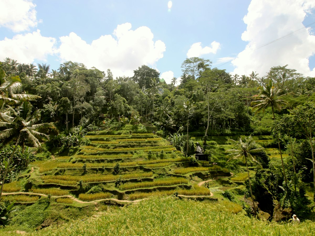 Tegallalang rice terraces and palm forest outside Ubud, Bali