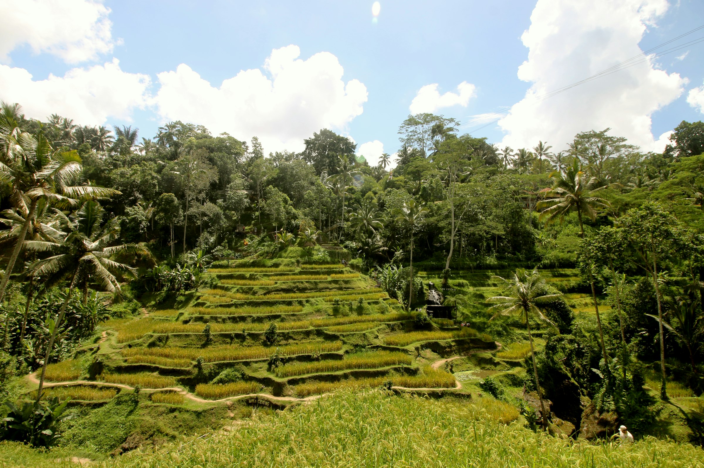 Tegallalang rice terraces and palm forest outside Ubud, Bali