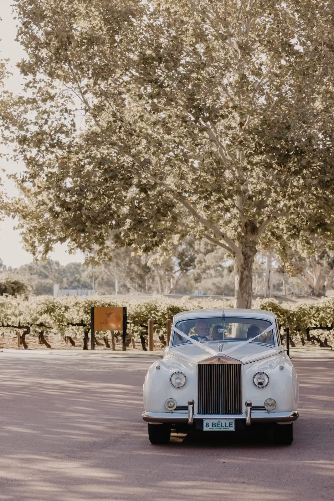 Rolls-Royce Silver Cloud at a vineyard, limo hire Dunsborough and Margaret River