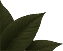 Three dark green leaves clustered together with visible veins on a white background.