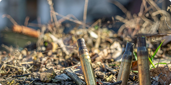 Several spent bullet casings standing upright on a ground covered with dry leaves and twigs.