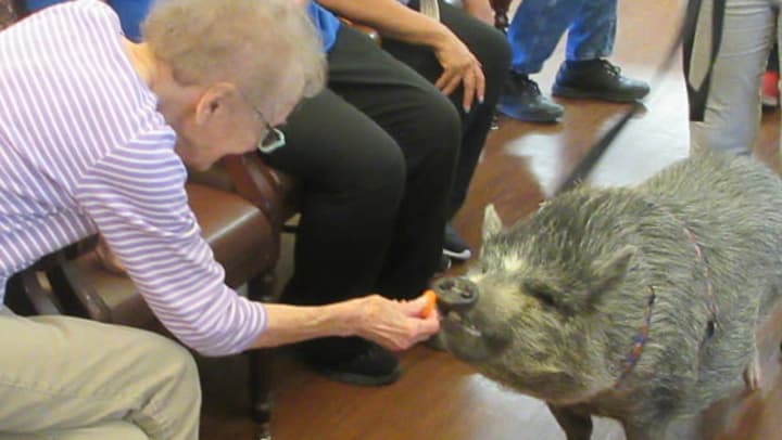 A Potbelly Pig Walks into a Memory Care Community…