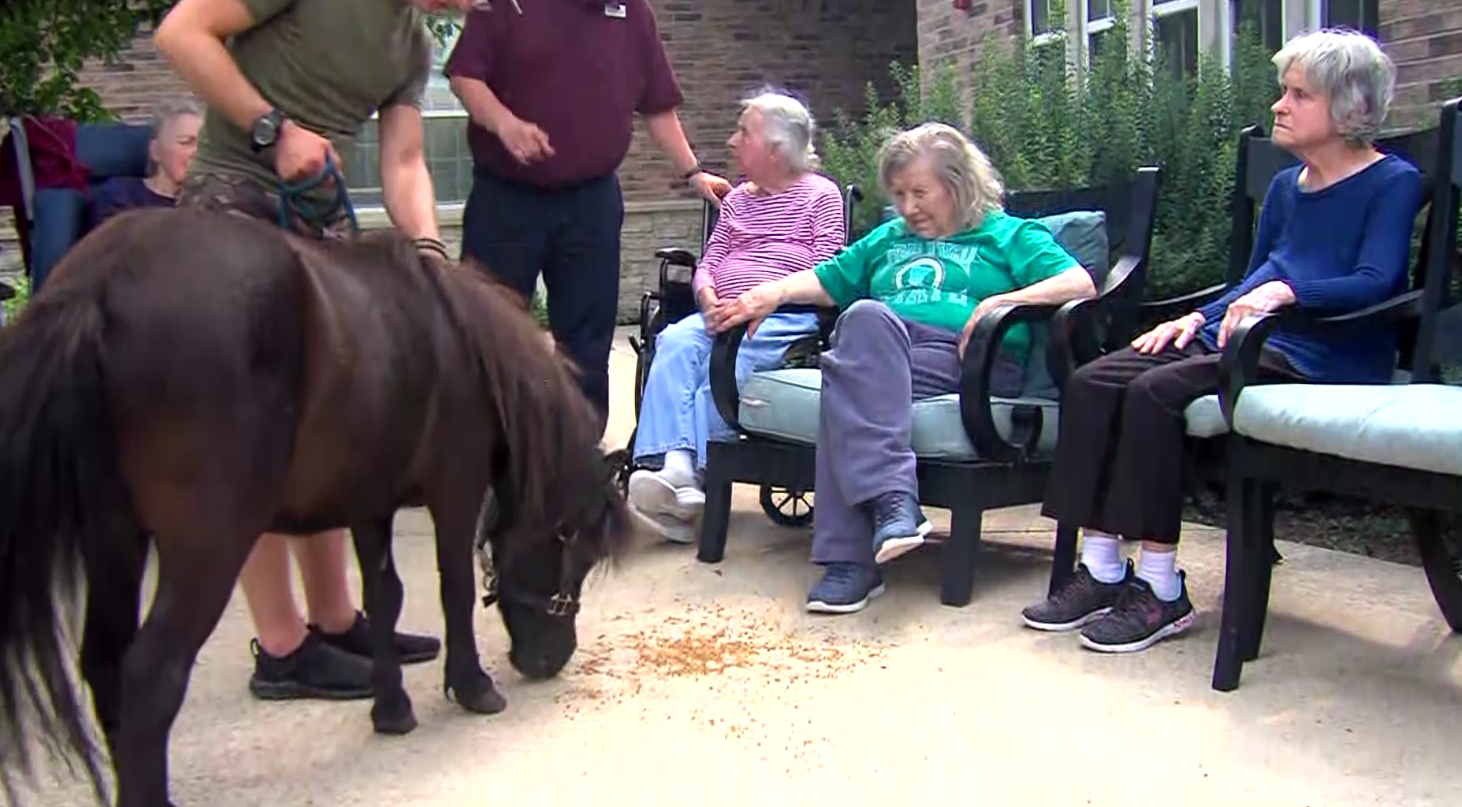 Miniature Horses Bring Big Smiles to Franklin Place Residents