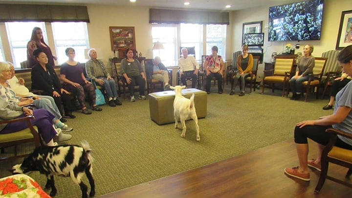 These Memory Care Residents Love Their “Goat Yoga” Sessions