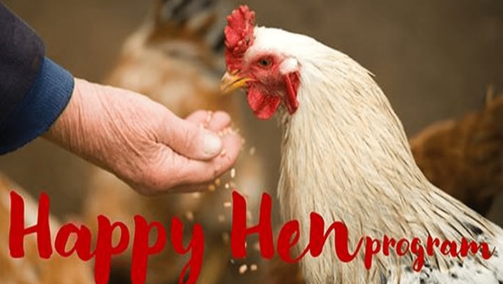 Happy Hens Bring Joy to Porter Place Residents