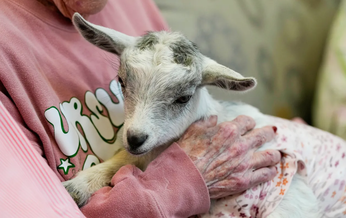 Therapy Goats Bring Comfort and Joy to Liberty Place Residents