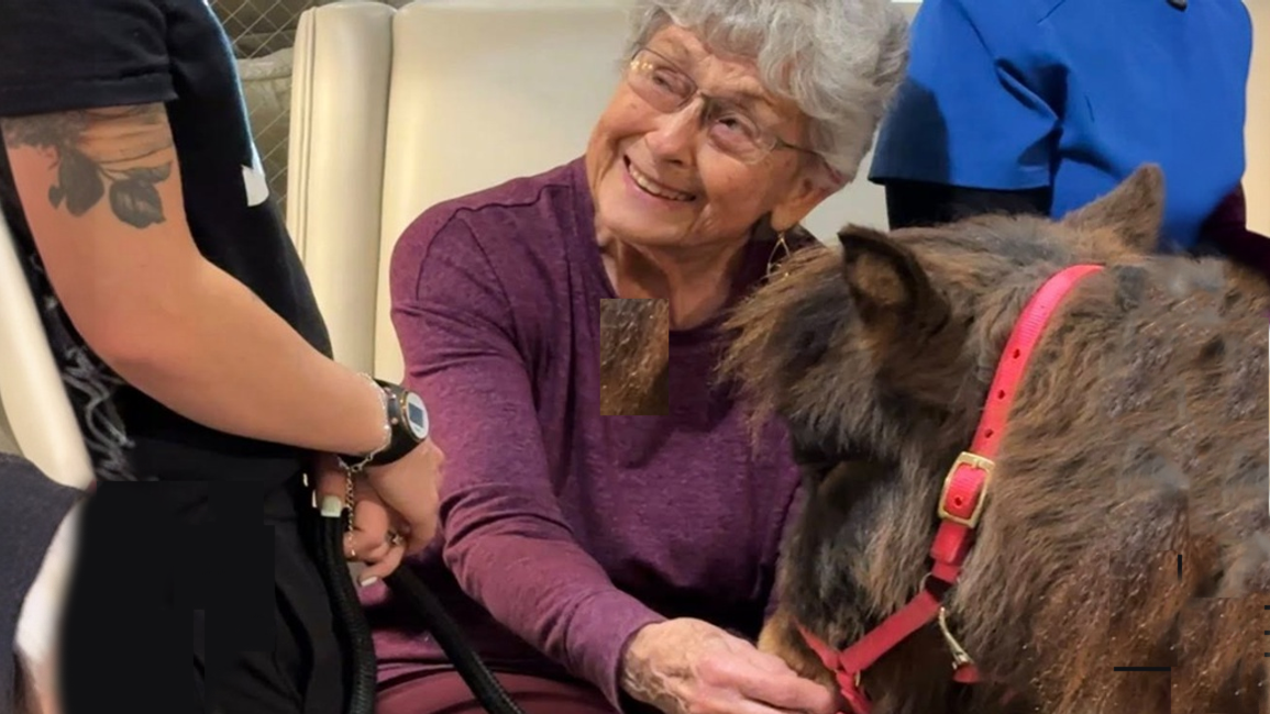 Therapy Pony, Taffy, Brings Smiles, Laughter, and Joy to Willow Springs Residents