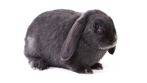 Gray lop-eared rabbit sitting on a white background.