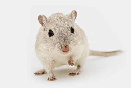Close-up of a small light brown gerbil with dark eyes on a white background.