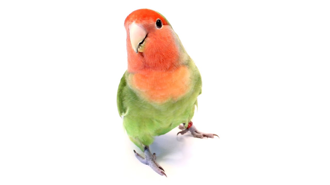 Small bird with red head and green body standing on a white background.