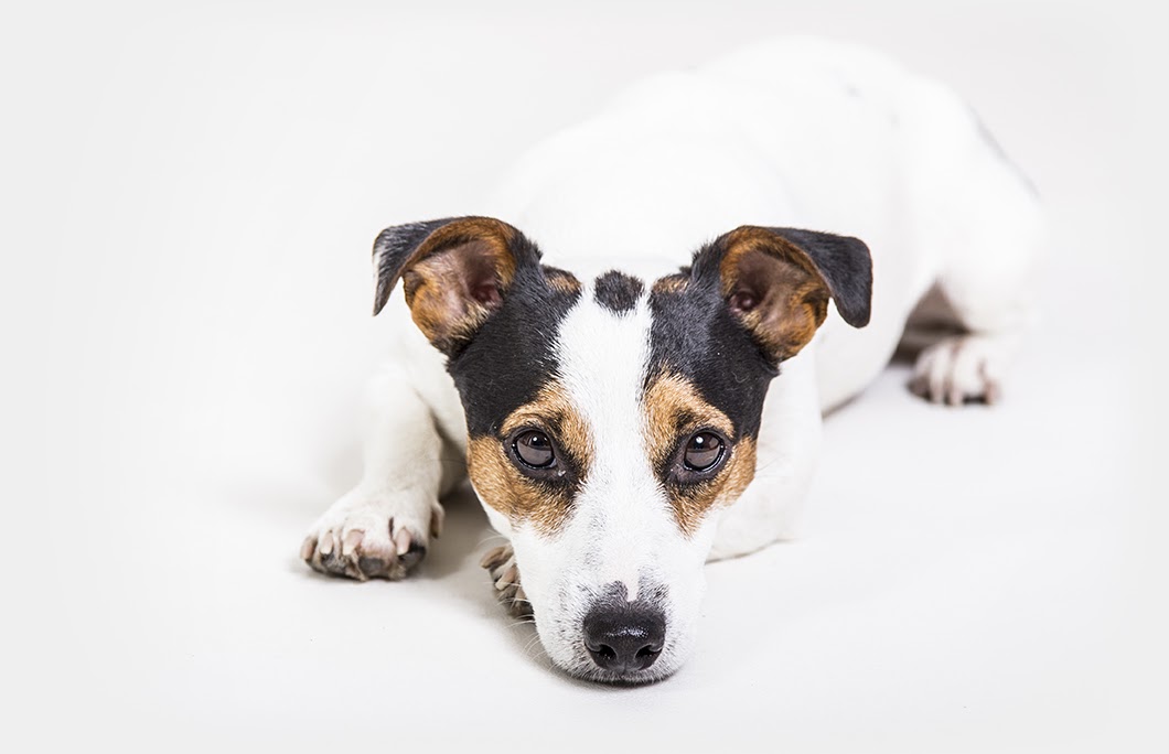 Small white dog with black and brown patches lying down and looking forward on white background.