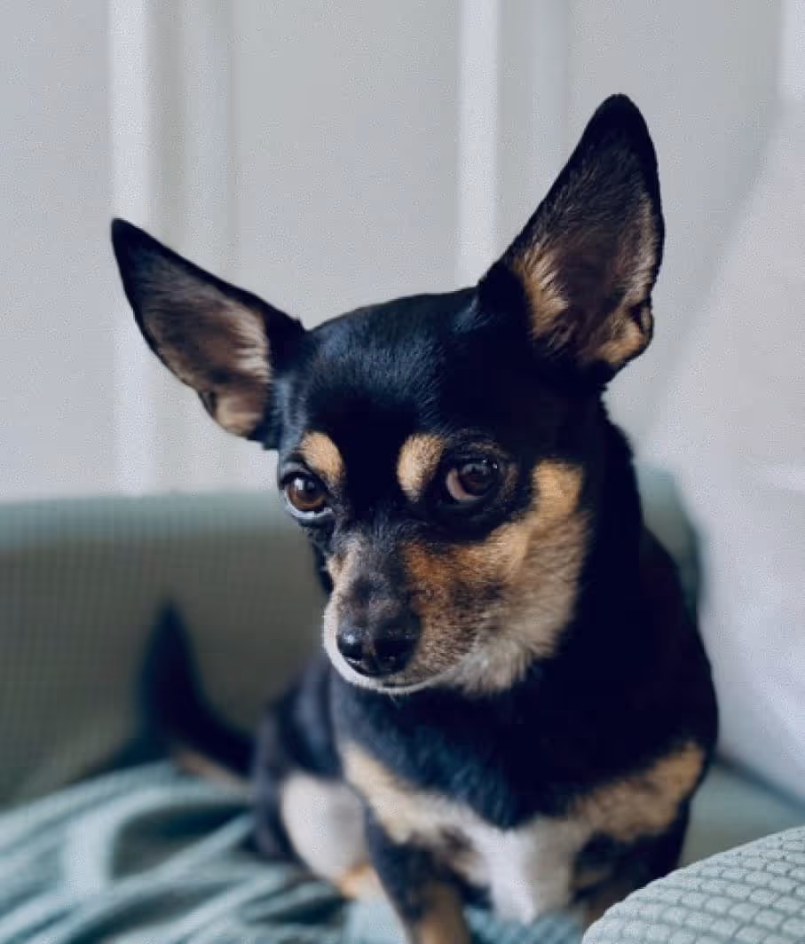 Bini, Sabrina Schuders Chiweenie, in der Praxis fotografiert